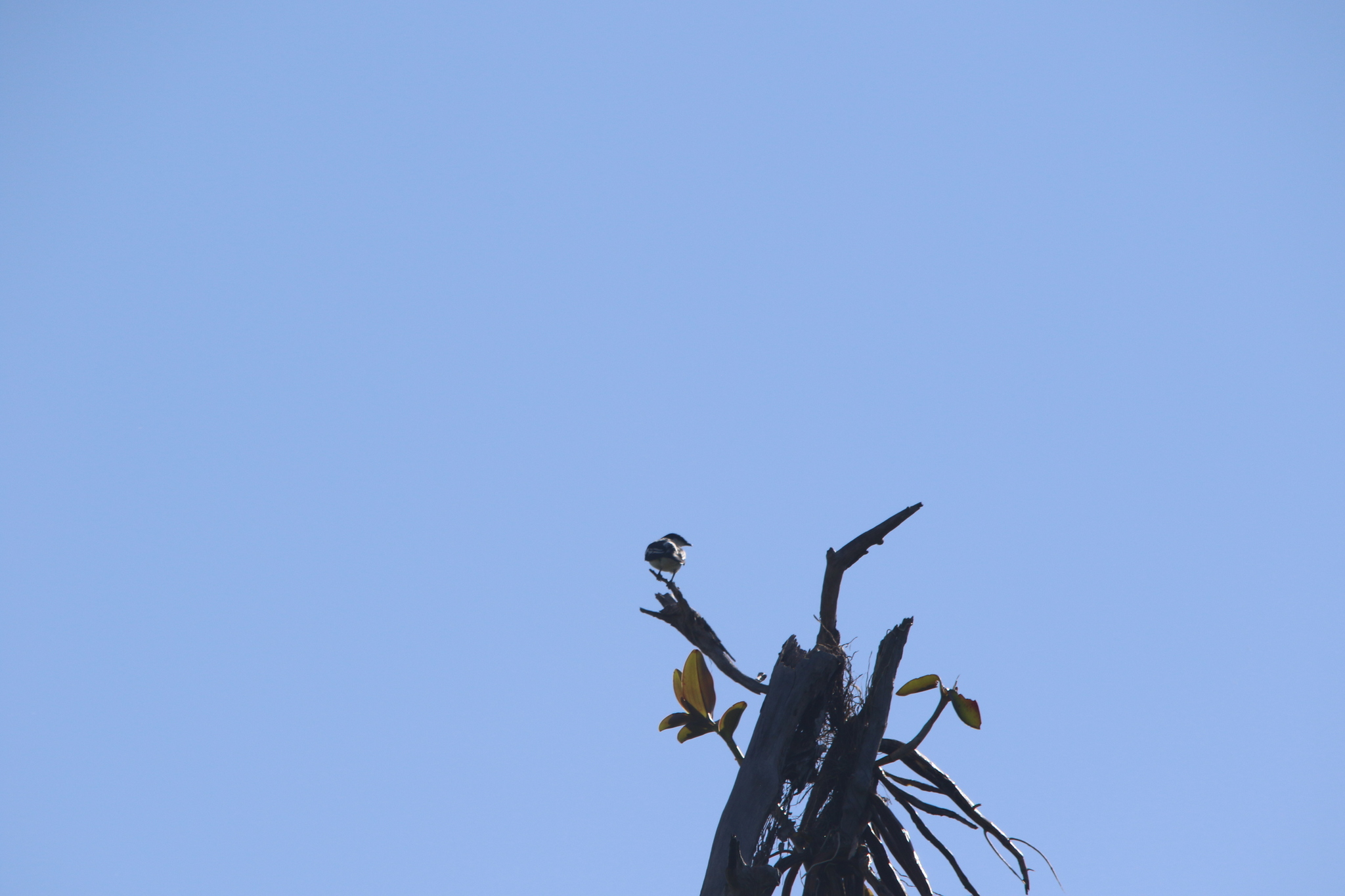 Black-browed Triller (Lalage atrovirens), photo 2