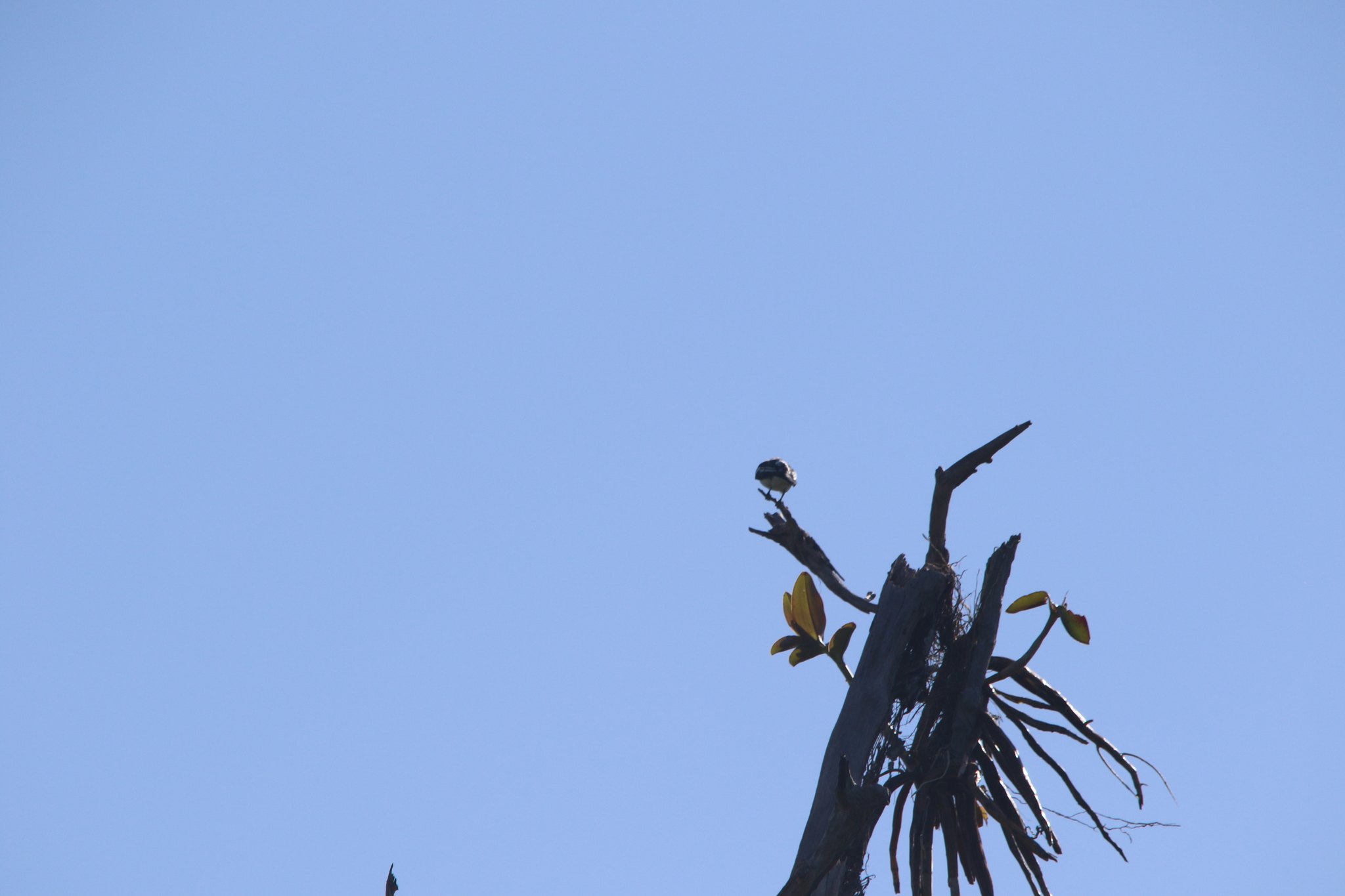Black-browed Triller (Lalage atrovirens), photo 5