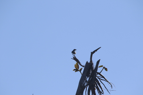 Black-browed Triller (Lalage atrovirens), photo 6