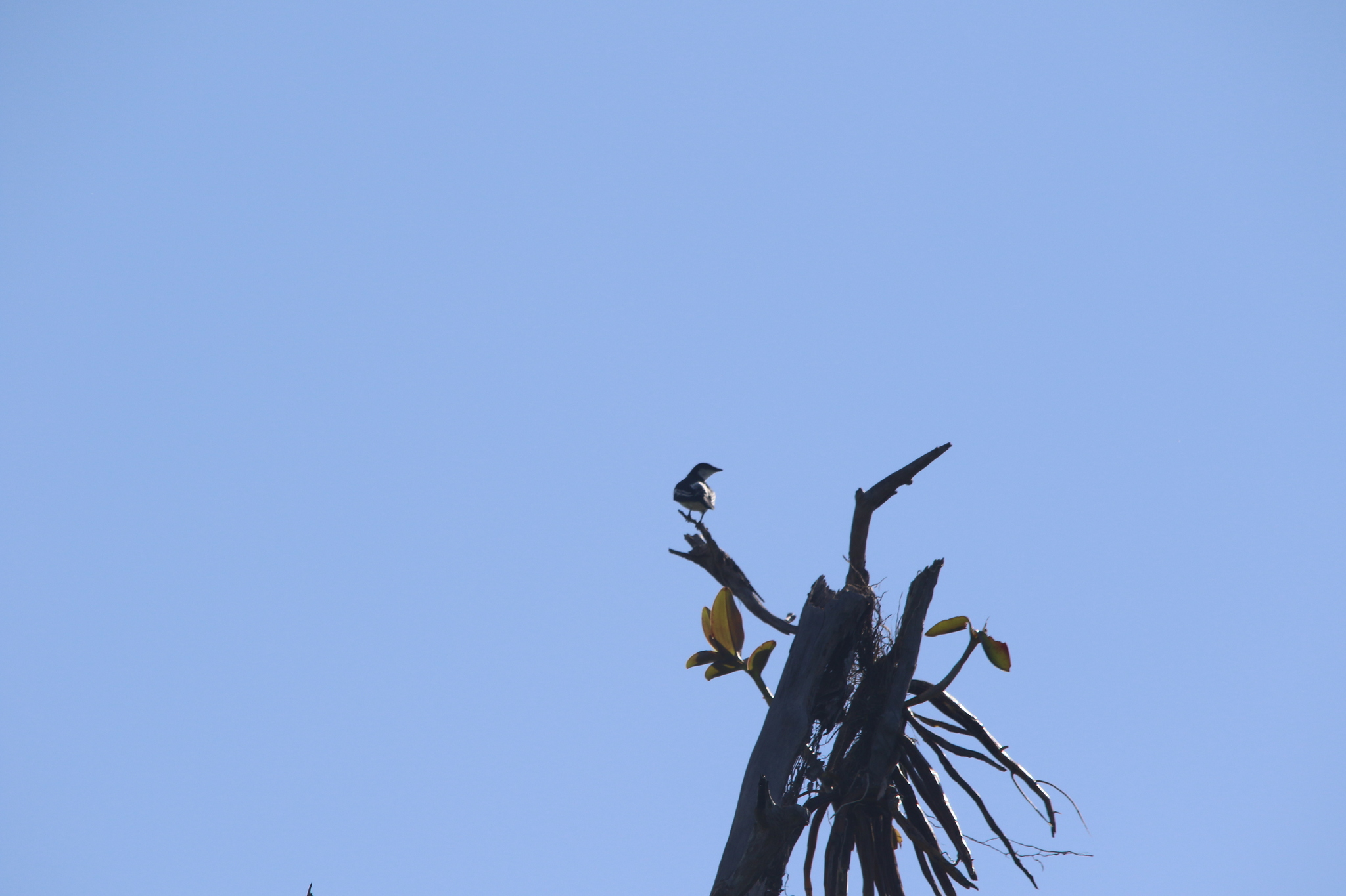Black-browed Triller (Lalage atrovirens), photo 6