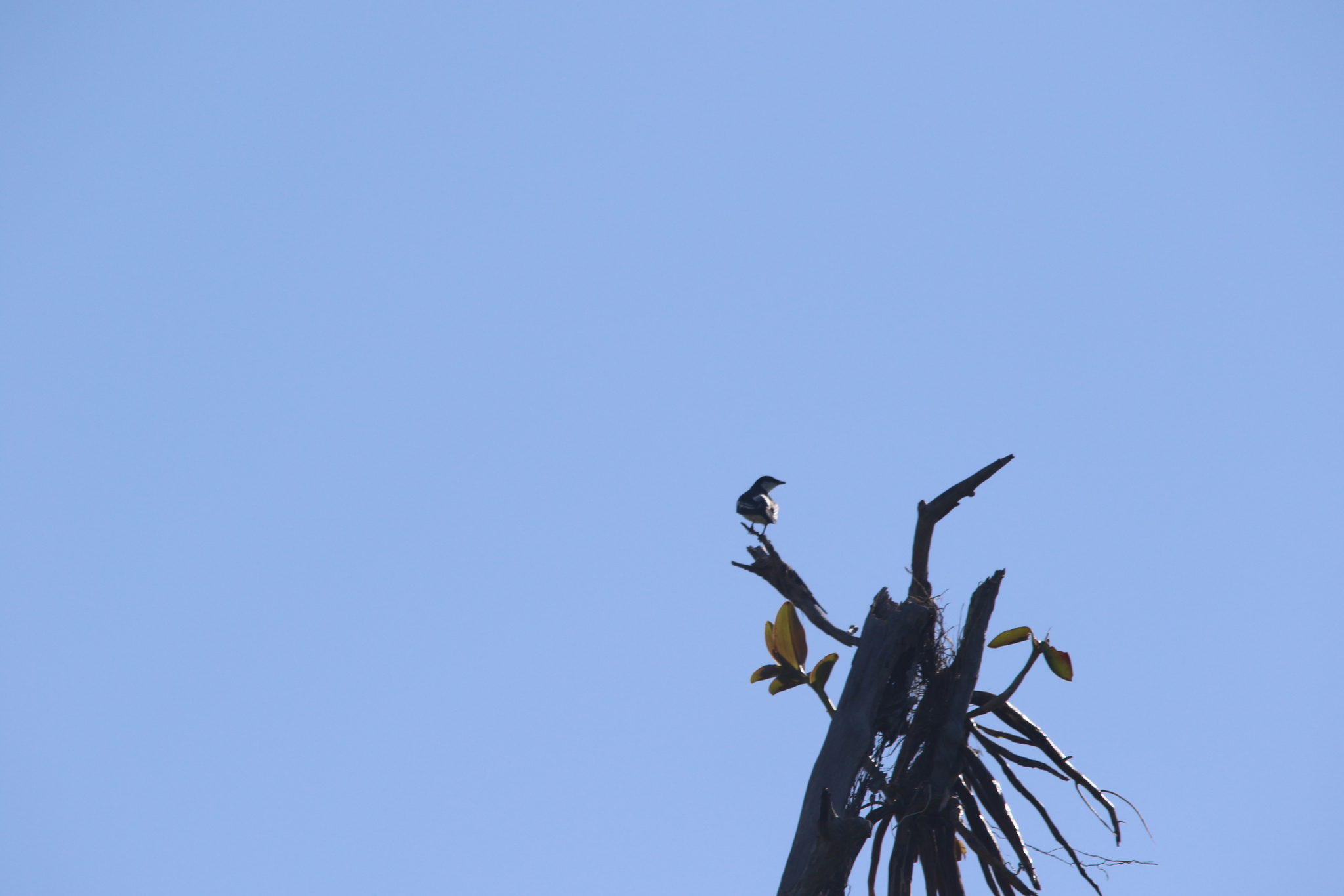 Black-browed Triller (Lalage atrovirens), photo 8
