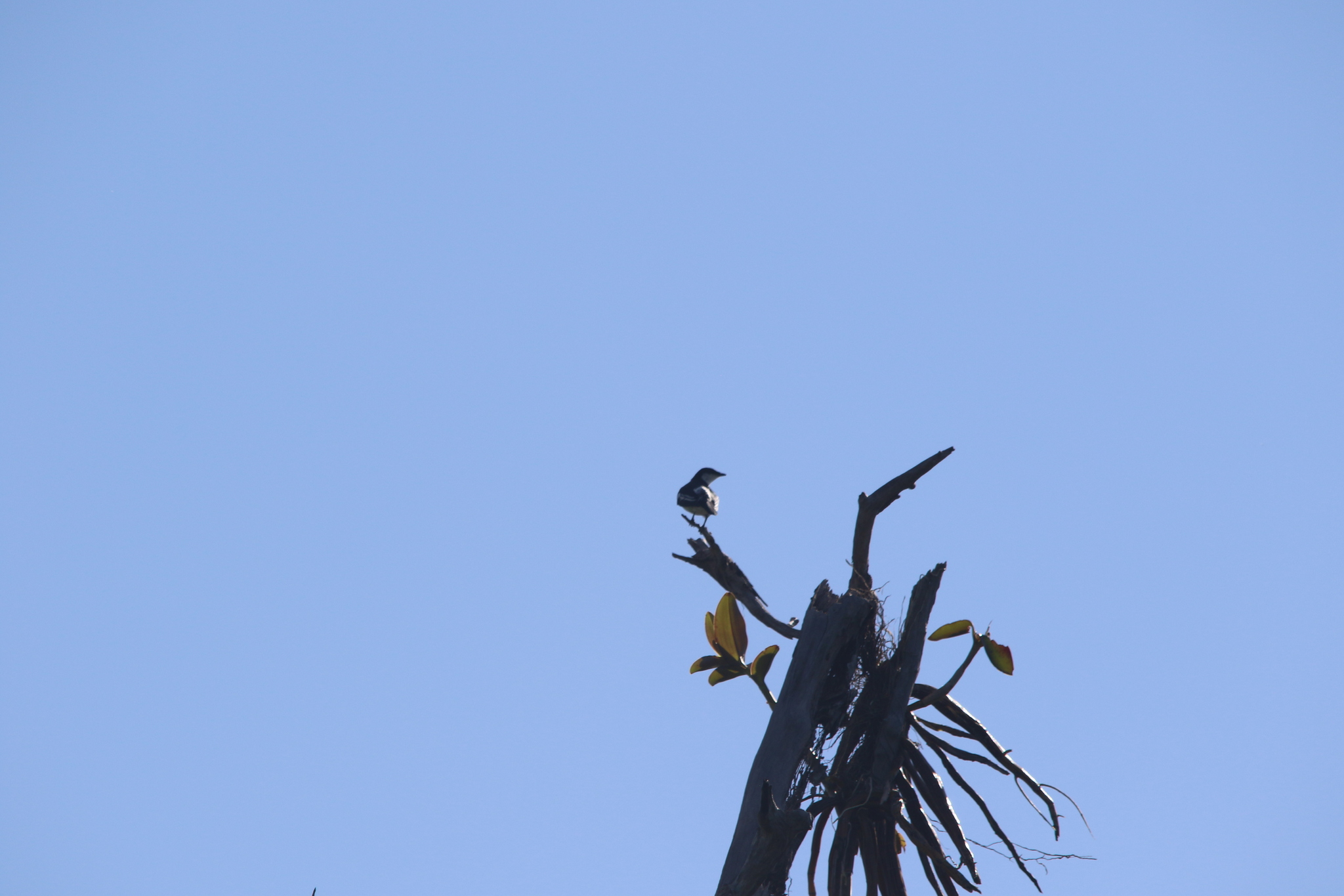 Black-browed Triller (Lalage atrovirens), photo 7