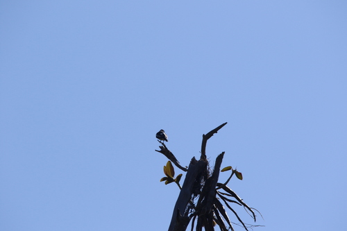 Black-browed Triller (Lalage atrovirens), photo 9