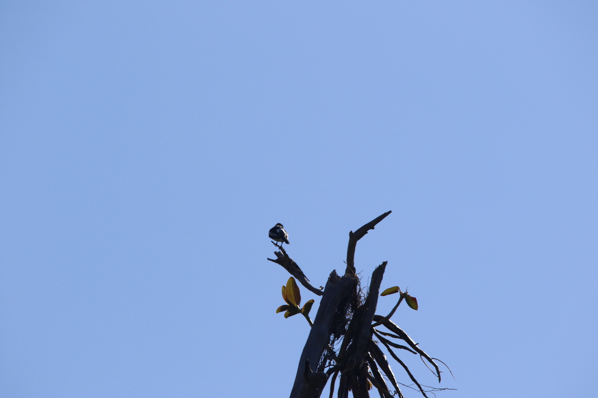 Black-browed Triller (Lalage atrovirens), photo 9