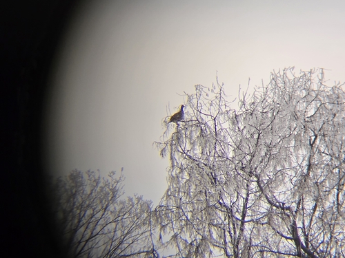 Sharp-tailed Grouse (Tympanuchus phasianellus), photo 9