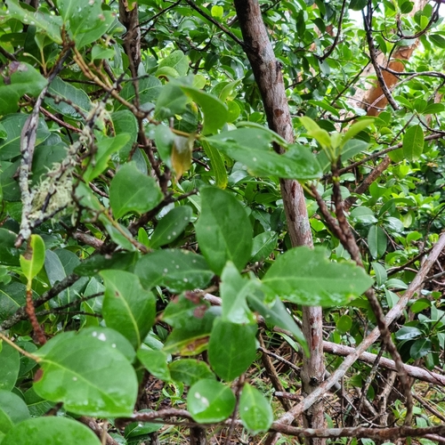 Acronychia imperforata, photograph 5