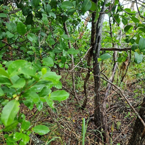 Acronychia imperforata, photograph 6