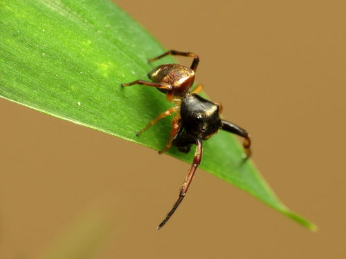 hammerjawed jumper