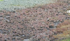 Tecticornia halocnemoides