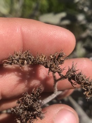 Eriodictyon traskiae