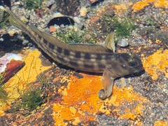 Giant Green Blenny photo 5
