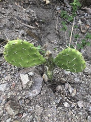 Opuntia fuliginosa