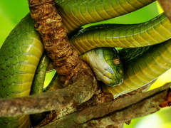 Boiga cyanea
