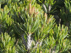 Pinus cembroides bicolor