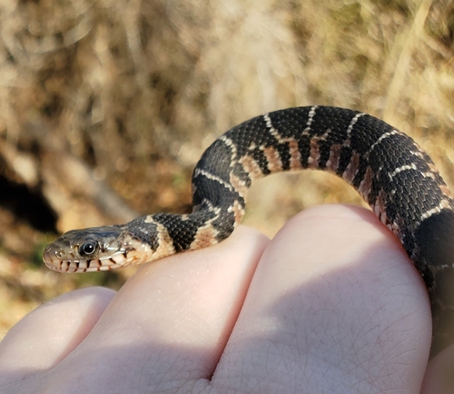 Plain-bellied Watersnake