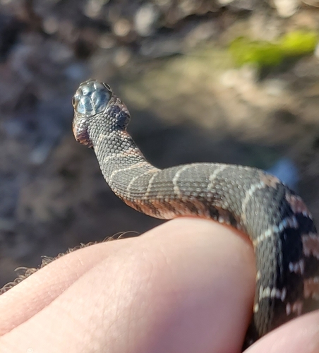 Plain-bellied Watersnake