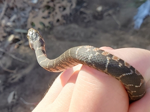 Plain-bellied Watersnake