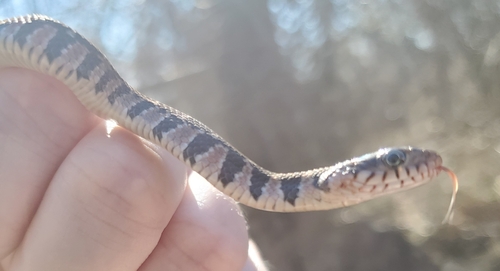 Plain-bellied Watersnake