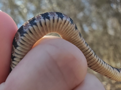 Plain-bellied Watersnake