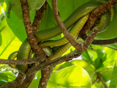 Boiga cyanea