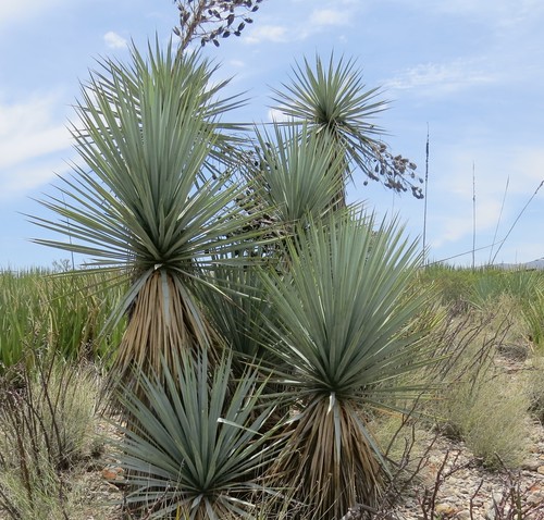 rigid blue yucca
