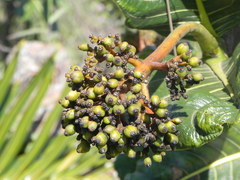 Palicourea rigida