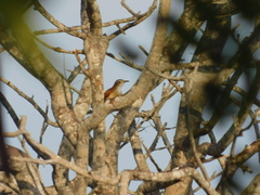 Furnarius leucopus cinnamomeus