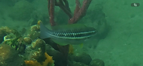 Scarus iseri