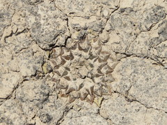 Ariocarpus kotschoubeyanus