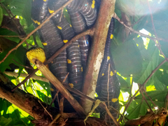Boiga melanota