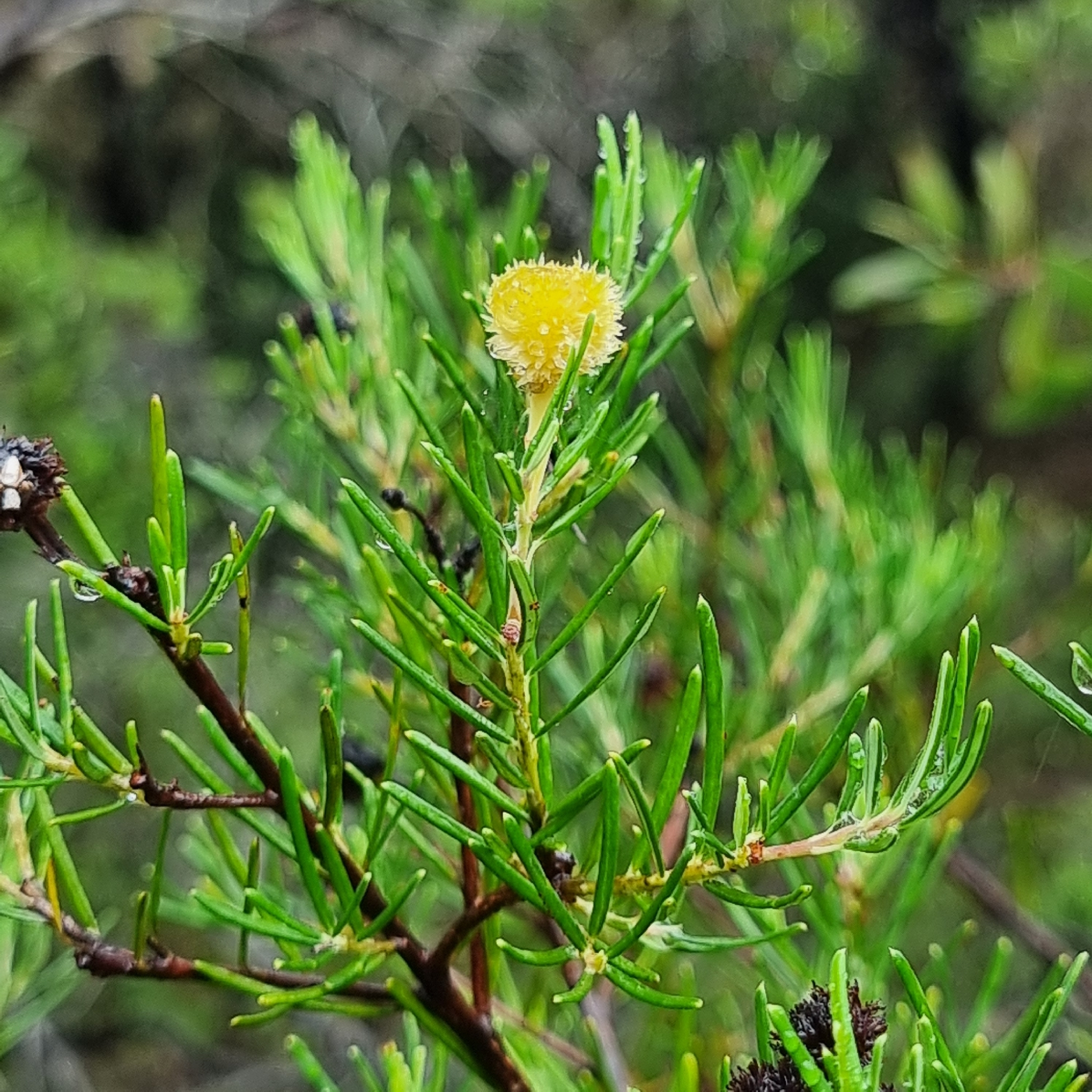 Ricinocarpos Pinifolius (Ricinocarpos pinifolius)