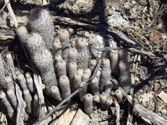 Mammillaria pottsii