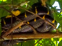 Boiga melanota