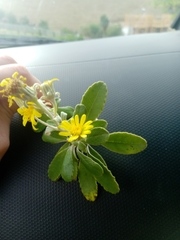 Brachyglottis monroi