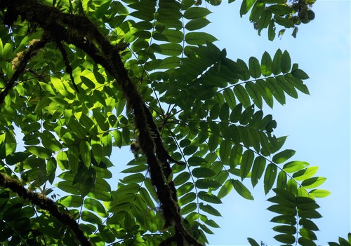 Cedrela tonduzii - Whole tree