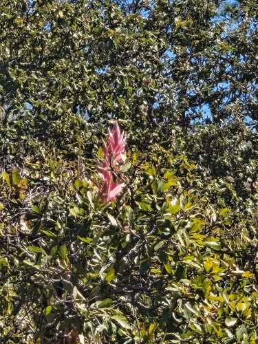 Tillandsia bourgaei, photograph 5