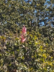 (c) Gustavo ZaRo, some rights reserved (CC BY) Tillandsia bourgaei, photograph (c) Gustavo ZaRo, some rights reserved (CC BY)