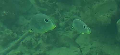 Chaetodon capistratus