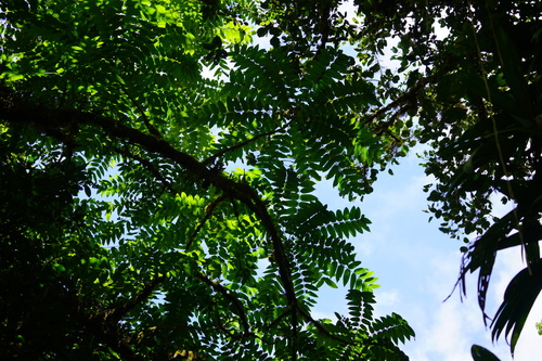 Cedrela tonduzii - Leaves