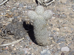 Mammillaria pottsii