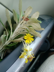 Brachyglottis monroi