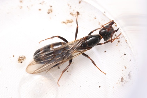 Azteca quadraticepsAzteca quadraticeps