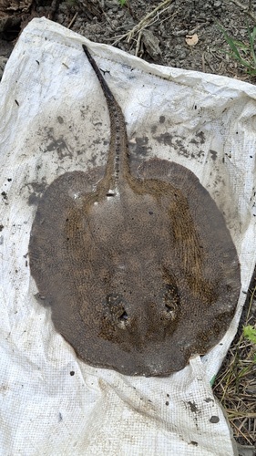 Smooth back river stingray (Potamotrygon orbignyi) — Potamotrygonidae — 5