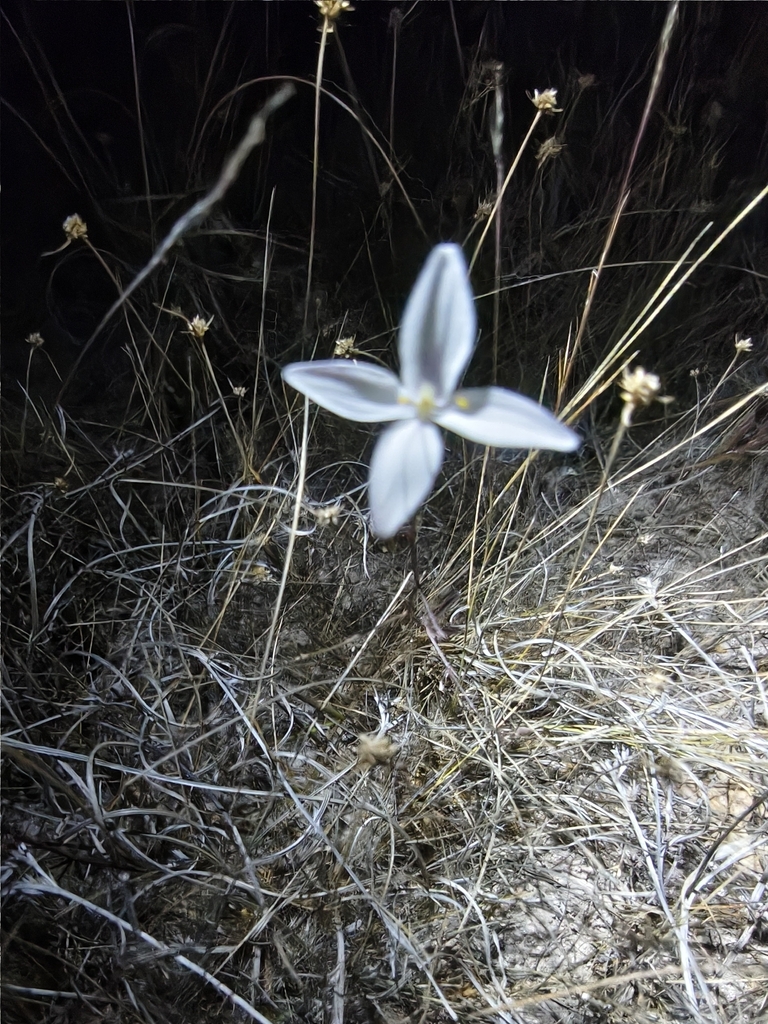 Carlowrightia huicholiana (Carlowrightia huicholiana)