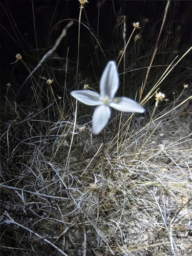 Carlowrightia huicholiana (Carlowrightia huicholiana)