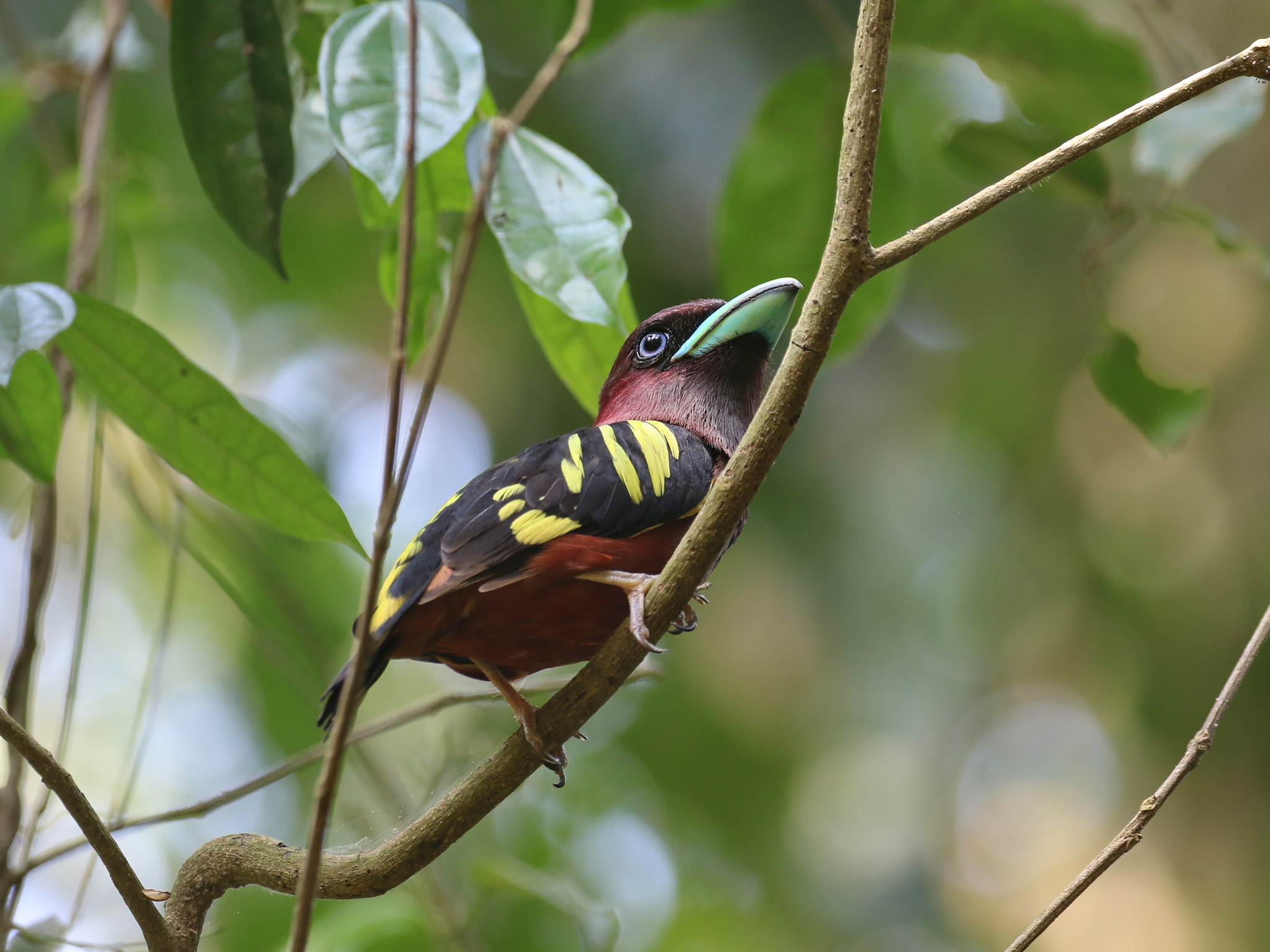 Banded Broadbill (Eurylaimus javanicus), photo 2
