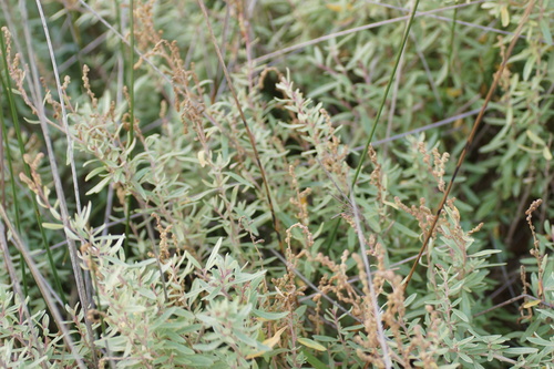 Image of Atriplex paludosa by (c) Rod Lowther, some rights reserved (CC BY)