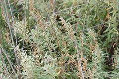 Atriplex paludosa