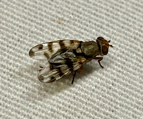 Unknown species found near Natrona County, US-WY, US