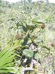 Palicourea rigida